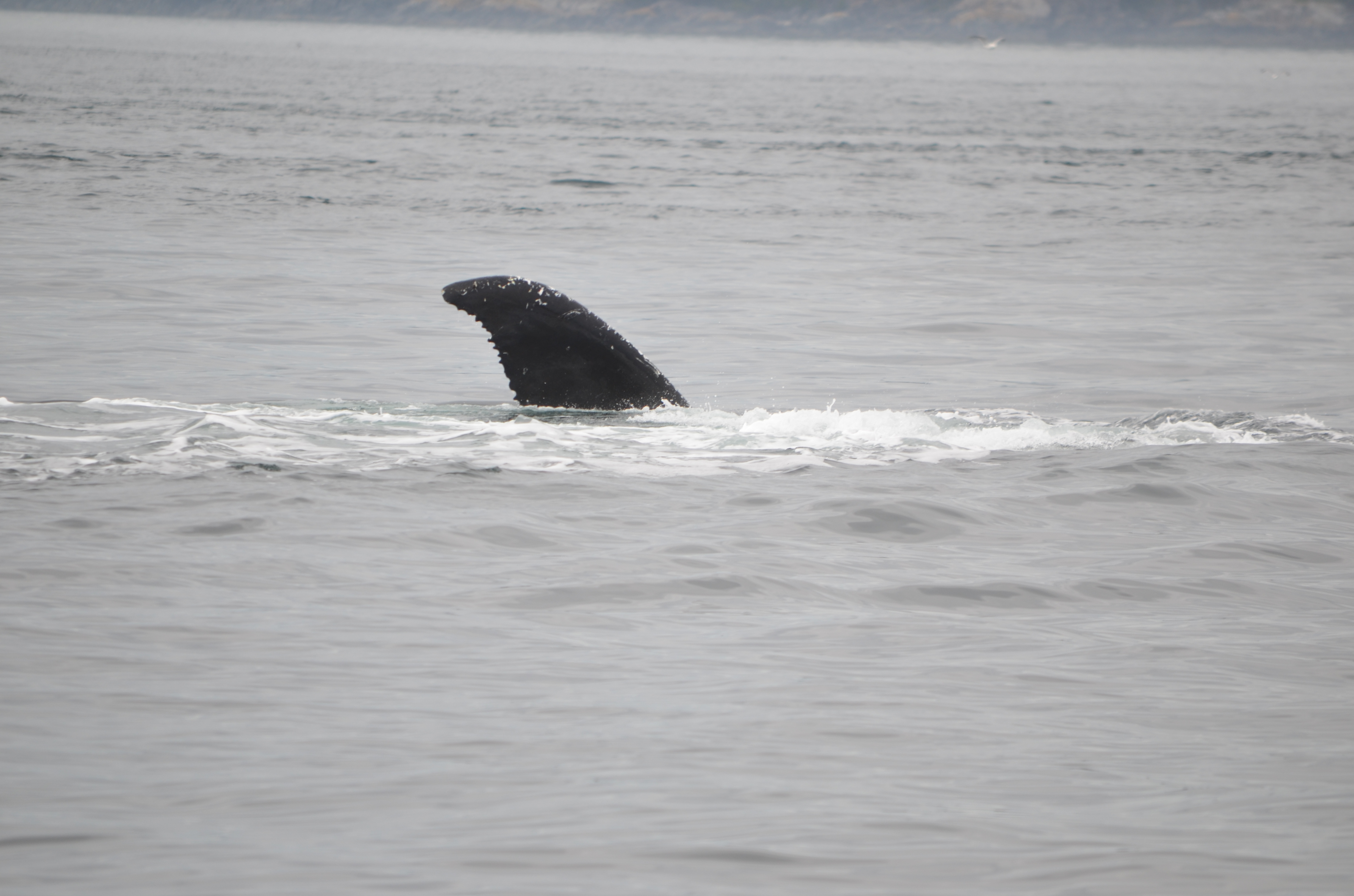 photos/wildlife/Mammal_Species/Humpback Whale/DSC_0186.JPG